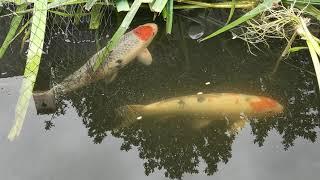 koi carp now how to eat