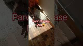 Dog in treatement ..parvo disease/Veterinary / #doglover #animals #dog