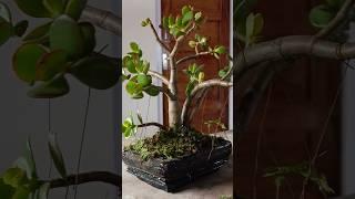 jade plant bonsai#succulent plant#indoor plants#lucky plant#full videos description below 
