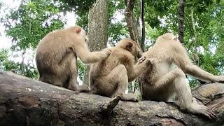 he has giving food to wild monkeys|| feed monkeys forest MGz 20