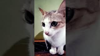 meow shorts @new videos only @ HD HYPERTECH CHANNEL