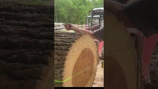 Laser Level Your Logs #laser #laserline