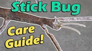 How to Care for Stick Insects! (Aka Walking Sticks)