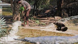 Crocodile vs frog // Crocodiles prey on frogs // crocodile fight crocodile // crocodile fight frog