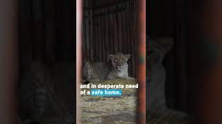 Young lioness found alone in war-torn Kharkiv region!