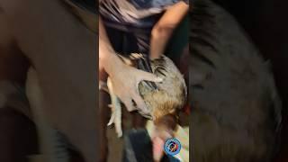 shorts video #shortsviral #viralshorts #bhupesh aseel #new update