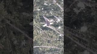 Red Tail Hawk attacking a Bald Eagle! Wildlife