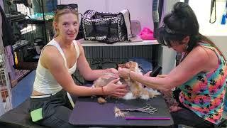 Misiu's First Groom!(3)