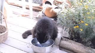 Tita Rose visits a CAT SHELTER!!  ‍⬛  BAGONG BABY???