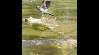 Face-to-Face with a Predator: How a Mother Duck Protected Her Ducklings from a Crow