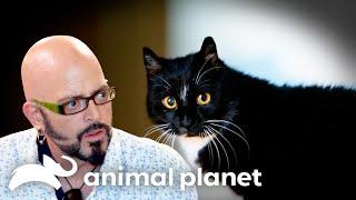 This Cat Lives in the Closet | My Cat From Hell | Animal Planet