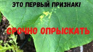 На листьях огурца появились желтые пятна? Срочно опрыскайте