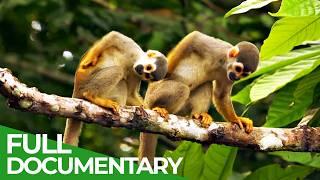 Wild Colombia | Part 3: Journey To The Heart of The Amazon | Free Documentary Nature