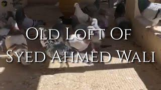 Old Loft Of Syed Ahmed Wali | Quetta Racing Pigeons | Balochistan Pigeons Racing Club