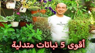 أفضل و أقوى خمس نباتات متدلية The Best 5 Hanging Plants