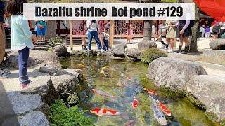 Dazaifu shrine koi pond(Dazaifu, Fukuoka)