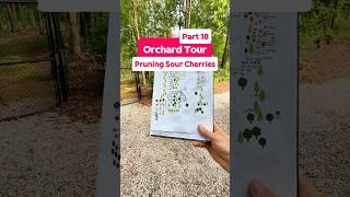 Pruning Sour Cherries - Orchard Tour pt 18 #shorts #fruittrees #gardening #growyourownfood #cherries