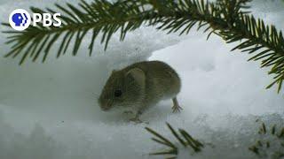 Dramatic Vole Escape Caught on Camera