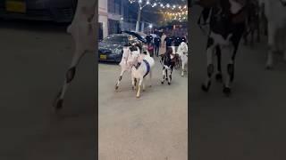 Mashallah biggest goats of the world️#mashallah #ytshorts #qurbani2025 #goat #goatfarm #bakraeid