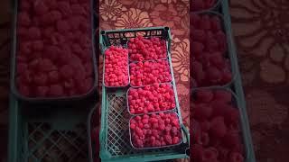 Как сохранить малину до 3-х дней