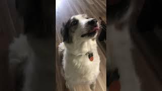 Tricks for treats #dogs #dog #dogshorts #cute #australianshepherd #tricks