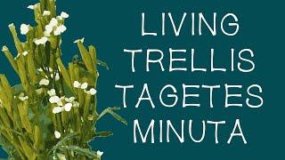 Living trellis Tagetes Minuta