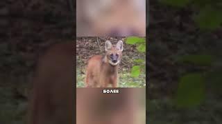 Этого Волка ты захочешь приютить