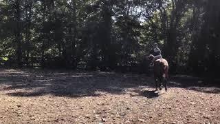 Heart of Phoenix Equine Rescue, based in West Virginia: Saving the Horses of Appalachia