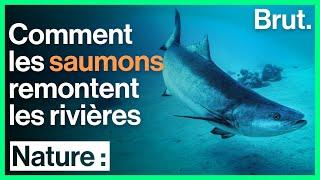 Comment les saumons remontent les rivières