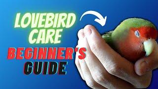 How to Take Care of a Lovebird: Tips for New Bird Owners