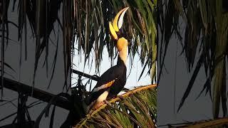Great hornbill calling.