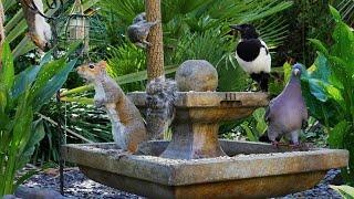 Cat TV that Cats really LIKE ️ Birds & Squirrels Frolic Around the Fountain ️ TV for CATS 4K HDR