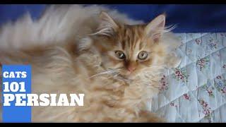 Persian Cats 101 - Cat Breed And Personality