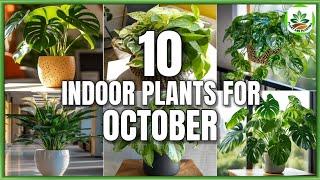 Top 10 Indoor Plants for October | Indoor Plants to grow in October | Plant and Planting