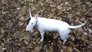 Bull Terrier. Moscow. Autumn. Forest.