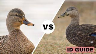 Mallard vs American Black Duck | ID Guide