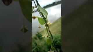 Unveiling the Secrets of Vincetoxicum carnosum: The Mangrove Milkpod | Mangrove Wax-Flower vine |