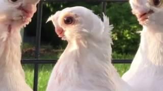 Uzbek Pigeons. Usbekische Tauben. Узбекские Голуби.