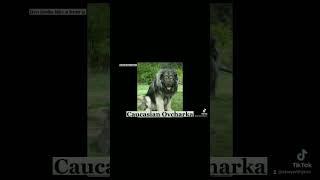 Dangerous Dog Breeds In The World #shorts