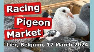 Racing Pigeon Market Lier, Belgium (17 March 2024)