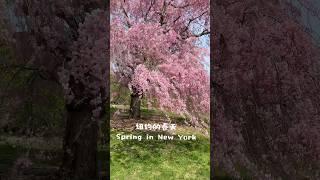 纽约的春天/Spring in NY@ Planting Fields Arboretum State Historic Park NY