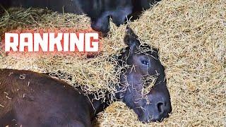 Ranking in the herd, vitamin boost, , Mario, covered in hay | Friesian Horses