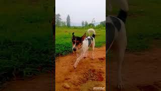 my dog short video #funny #song #lvoe