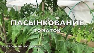 ТОМАТЫ. ПРАВИЛЬНОЕ ПАСЫНКОВАНИЕ И ФОРМИРОВАНИЕ!