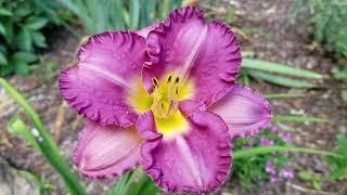 Red Daylily Pardon Me, Daylily Entrapment, Daylily Strawberry Candy