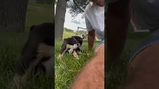 Meet Royal! ️  #greaterswissmountaindog #gsmd #mountaindog #youtubeshorts #shorts #ohio