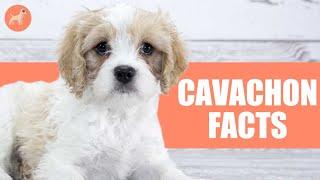 Cavachon: 10 Facts You Didn't Know About This Dog Breed