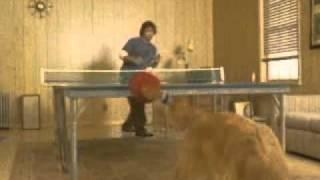 PingPong