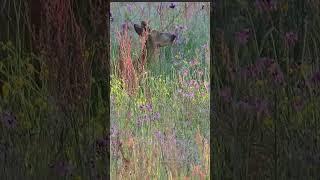 Beauty of nature: Roe deer among the flower steppe