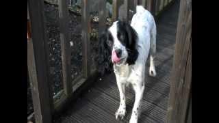 Cocker spaniel